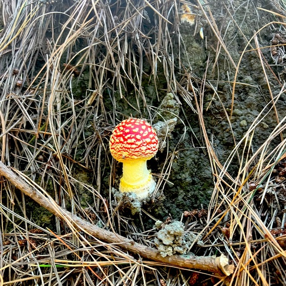 Meet your Posher, Sarah - Picture 1 of 2